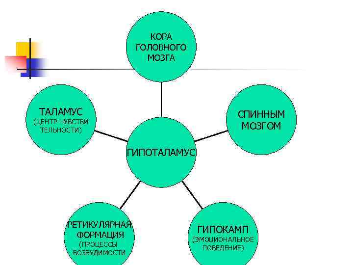 КОРА ГОЛОВНОГО МОЗГА ТАЛАМУС СПИННЫМ МОЗГОМ (ЦЕНТР ЧУВСТВИ ТЕЛЬНОСТИ) ГИПОТАЛАМУС РЕТИКУЛЯРНАЯ ФОРМАЦИЯ (ПРОЦЕССЫ ВОЗБУДИМОСТИ