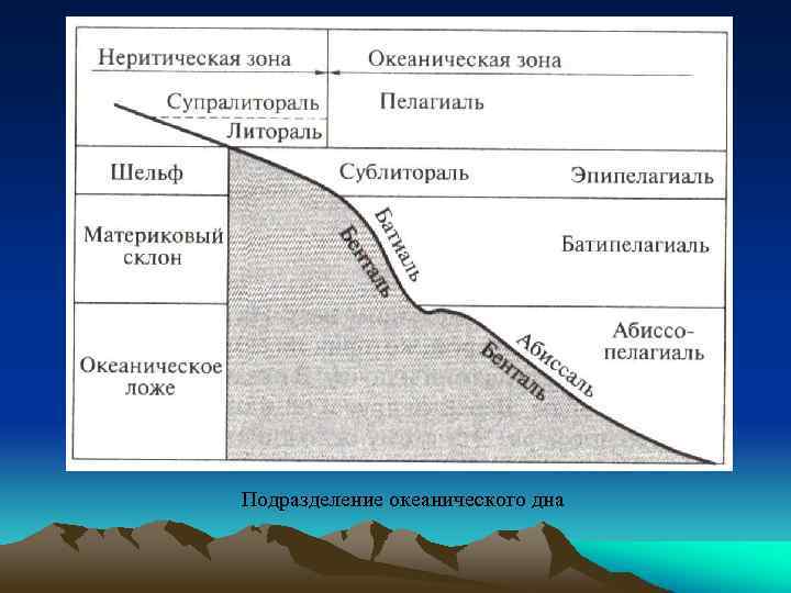 Подразделение океанического дна 