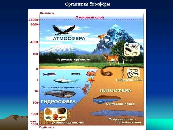 Организмы биосферы 