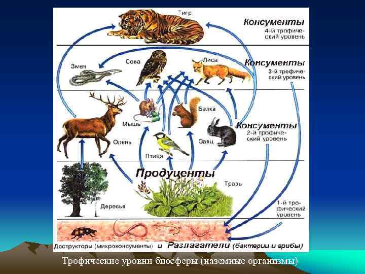 Трофические уровни биосферы (наземные организмы) 