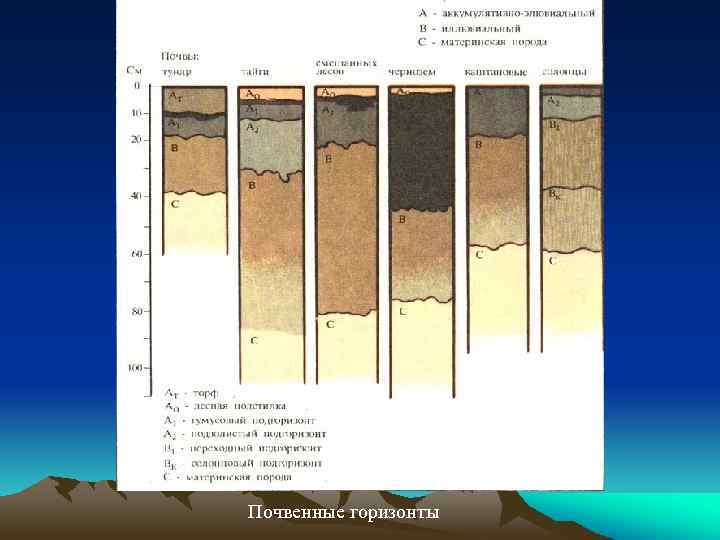 Почвенные горизонты 