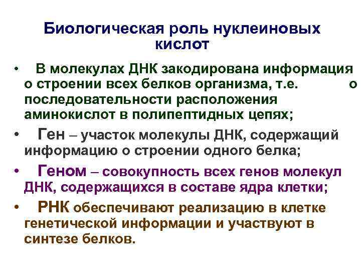 Биологическая роль нуклеиновых кислот • В молекулах ДНК закодирована информация о строении всех белков