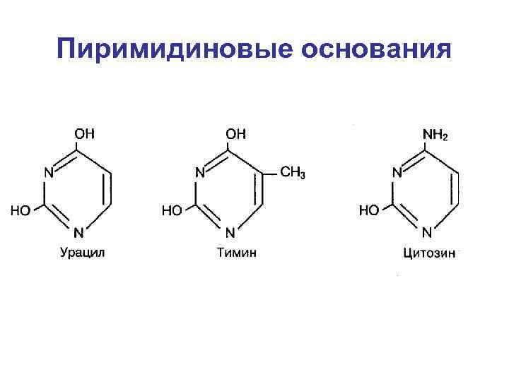 Пиримидиновые основания 