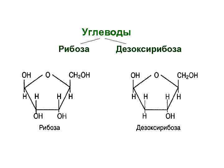Дезоксирибоза. Дезоксирибоза гидролиз. Рибоза и дезоксирибоза. Дезоксирибоза относится к.
