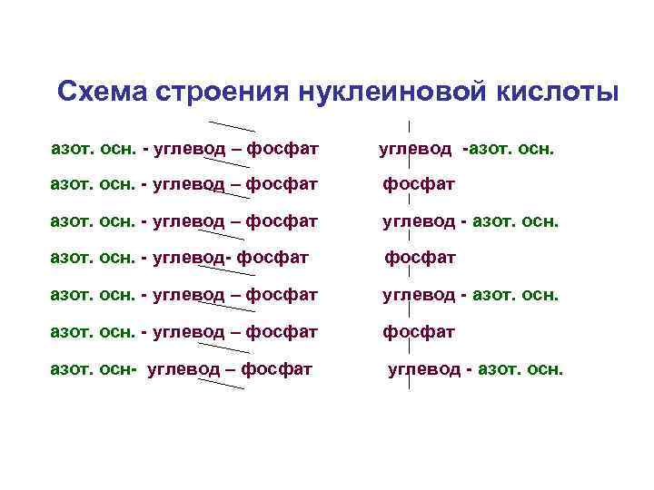 Схема строения нуклеиновой кислоты азот. осн. - углевод – фосфат углевод -азот. осн. -