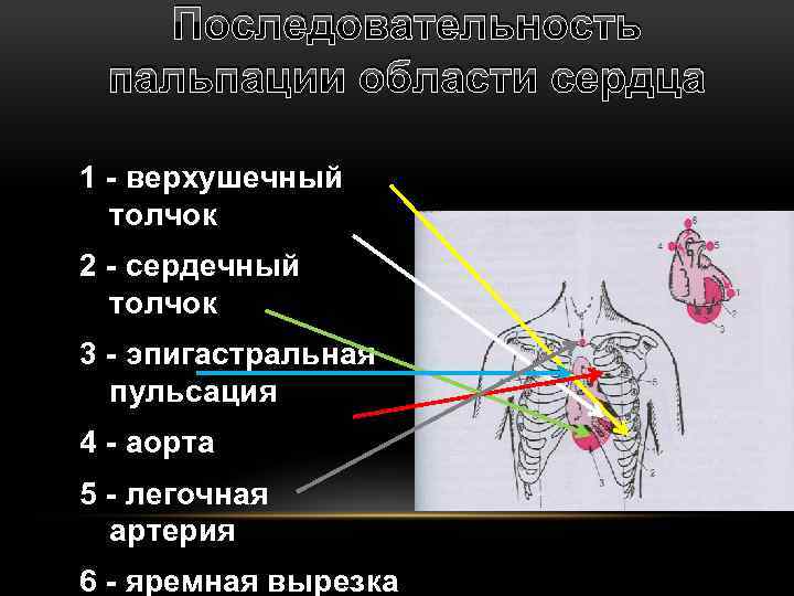 Последовательность пальпации области сердца 1 - верхушечный толчок 2 - сердечный толчок 3 -