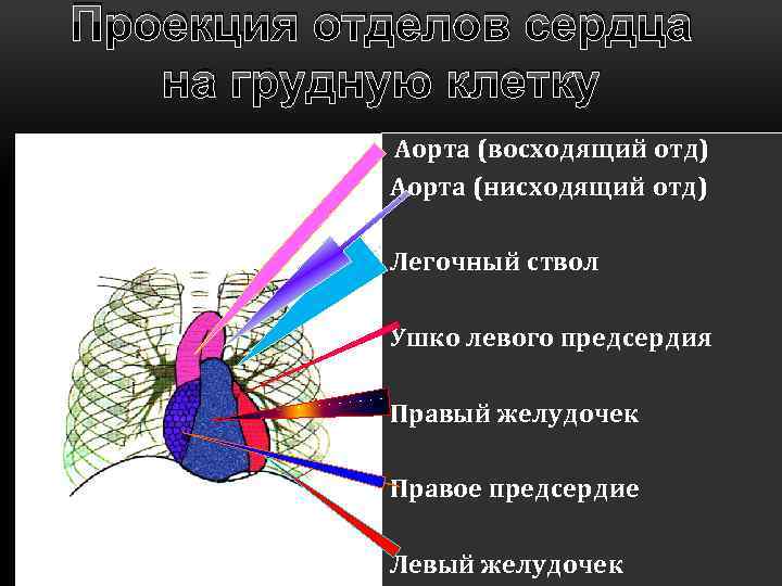 Проекция отделов сердца на грудную клетку Аорта (восходящий отд) Аорта (нисходящий отд) Легочный ствол