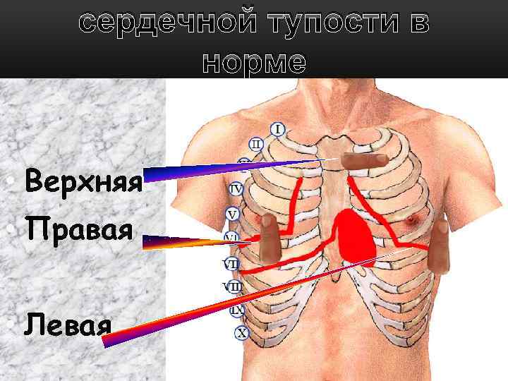 сердечной тупости в норме • Верхняя • Правая • Левая 