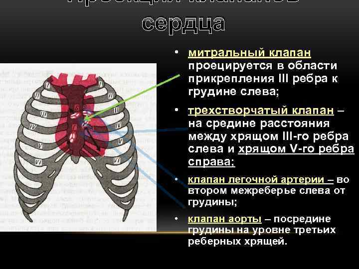 Проекция границ и клапанов сердца на грудную клетку схема