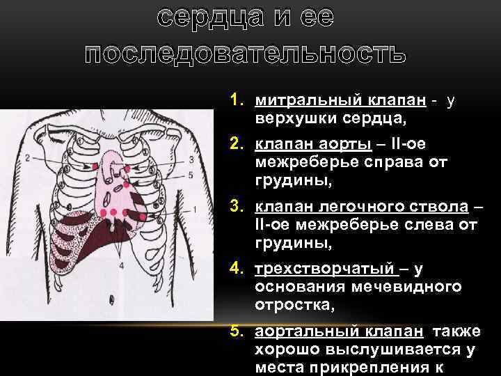 Составляющие клапана аорты