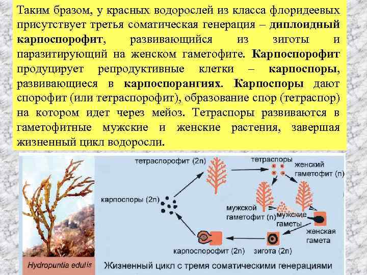 Гаметофит водорослей. Отдел красные водоросли цикл. Карпоспорофит и тетраспорофит. Жизненный цикл красных водорослей. Цикл развития полисифонии.