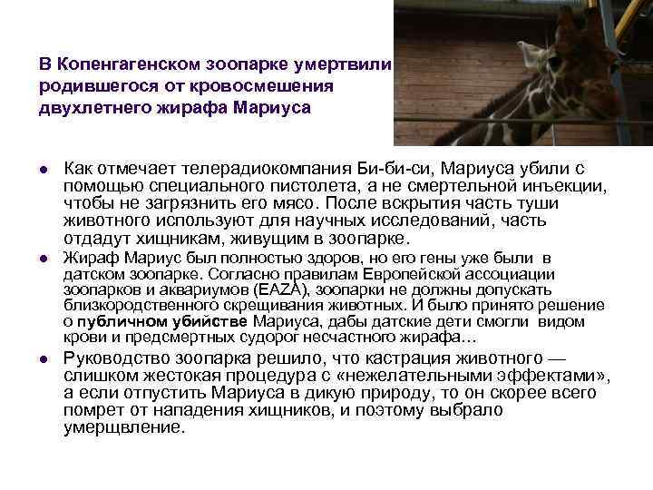 В Копенгагенском зоопарке умертвили родившегося от кровосмешения двухлетнего жирафа Мариуса l Как отмечает телерадиокомпания