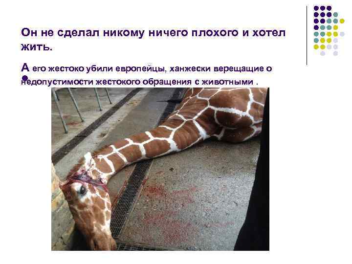 Он не сделал никому ничего плохого и хотел жить. А его жестоко убили европейцы,