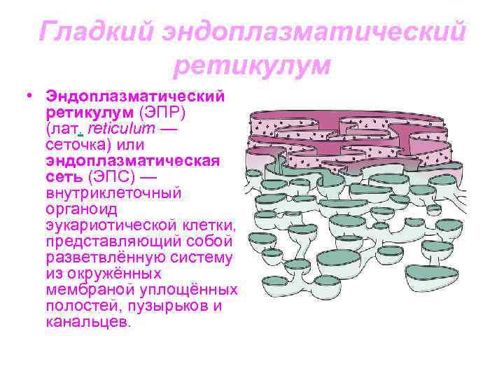 Гладкий эндоплазматический ретикулум • Эндоплазматический ретикулум (ЭПР) (лат. reticulum — сеточка) или эндоплазматическая сеть