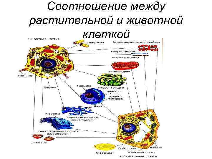 Соотношение между растительной и животной клеткой 