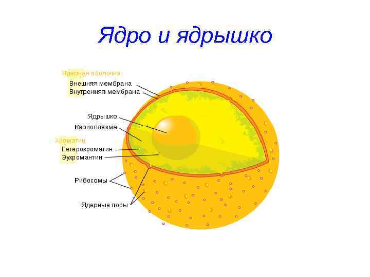 Ядро и ядрышко 