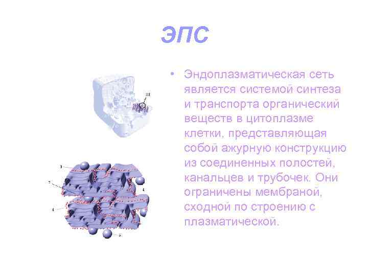 Транспорт органических. ЭПС является системой органических веществ в цитоплазме клетки.. Синтез и транспорт органических веществ органоид. Органоид синтезирующий органические вещества. Эндоплазматическая сеть является системой синтеза и транспорта.