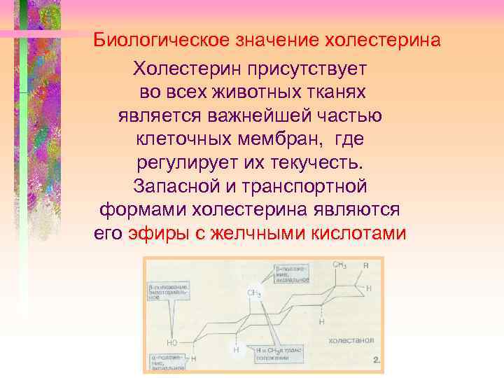 Биологическое значение холестерина Холестерин присутствует во всех животных тканях является важнейшей частью клеточных мембран,