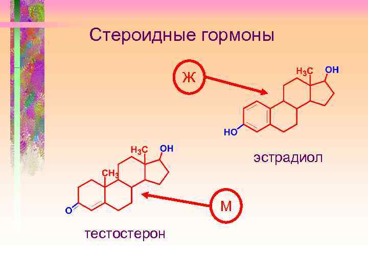 Стероидные гормоны Ж эстрадиол М тестостерон 