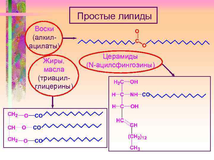 Простые липиды Воски (алкилацилаты) Жиры, масла (триацилглицерины) Церамиды (N-ацилсфингозины) 