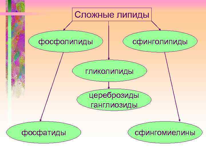 Сложные липиды фосфолипиды сфинголипиды гликолипиды цереброзиды ганглиозиды фосфатиды сфингомиелины 