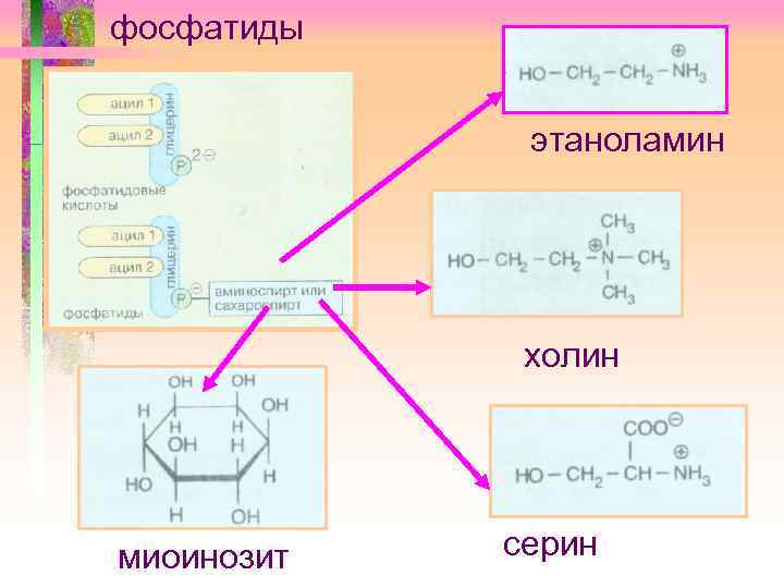 фосфатиды этаноламин холин миоинозит серин 