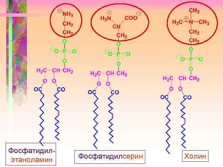 Фосфатидилэтаноламин Фосфатидилсерин Холин 
