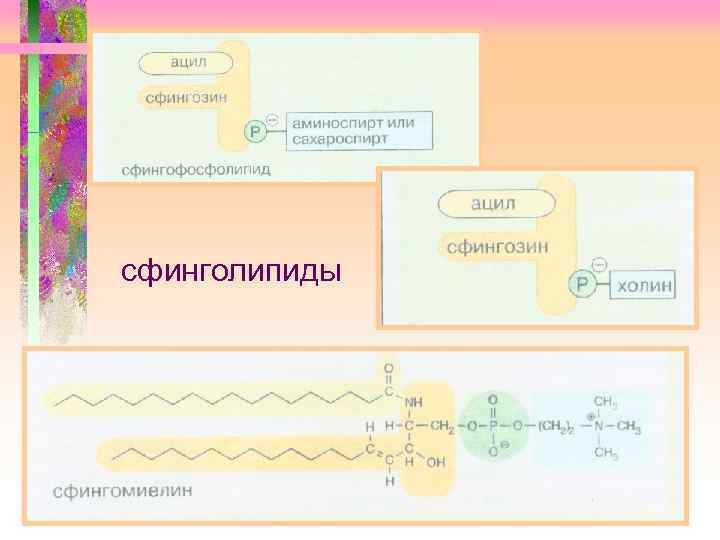 сфинголипиды 