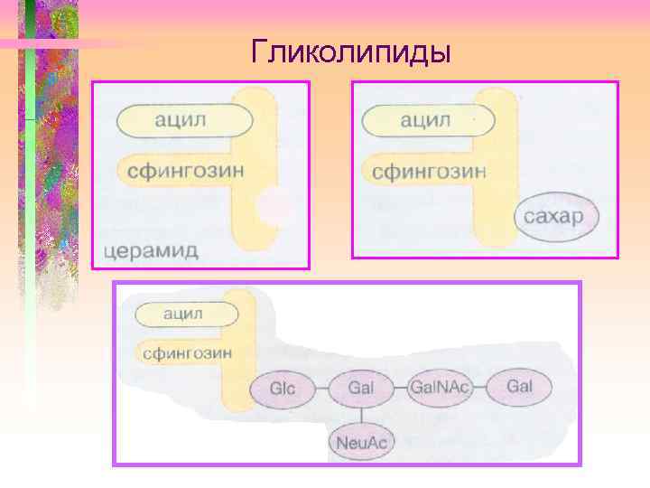 Гликолипиды 