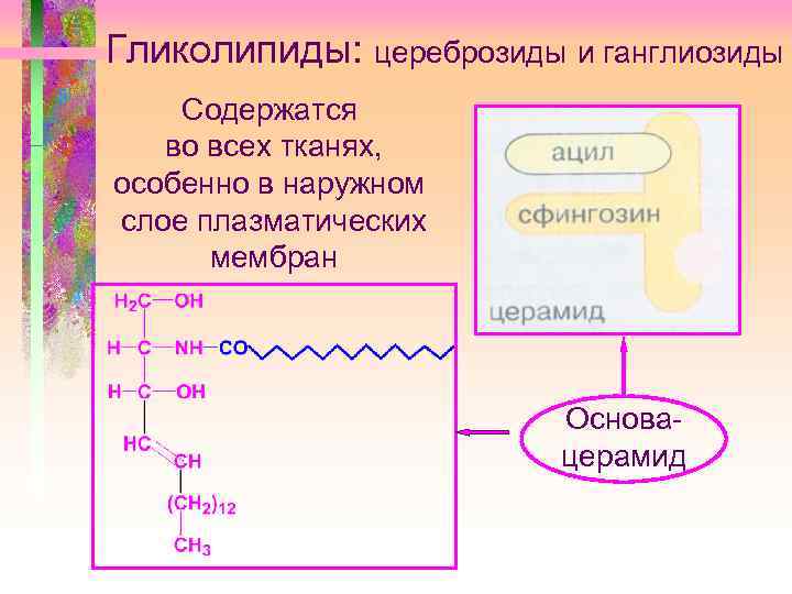 Гликолипиды: цереброзиды и ганглиозиды Содержатся во всех тканях, особенно в наружном слое плазматических мембран