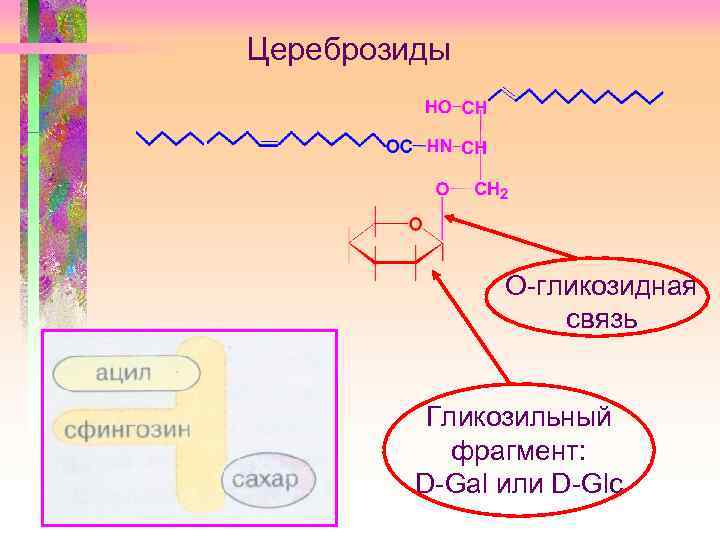 Цереброзиды О-гликозидная связь Гликозильный фрагмент: D-Gal или D-Glc 