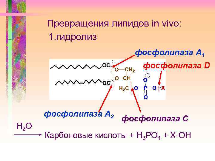 Чем отличаются фосфолипиды от остальных групп