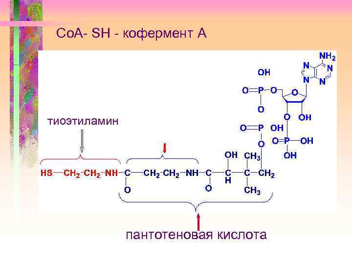 Co. A- SH - кофермент А тиоэтиламин -аланин пантотеновая кислота 
