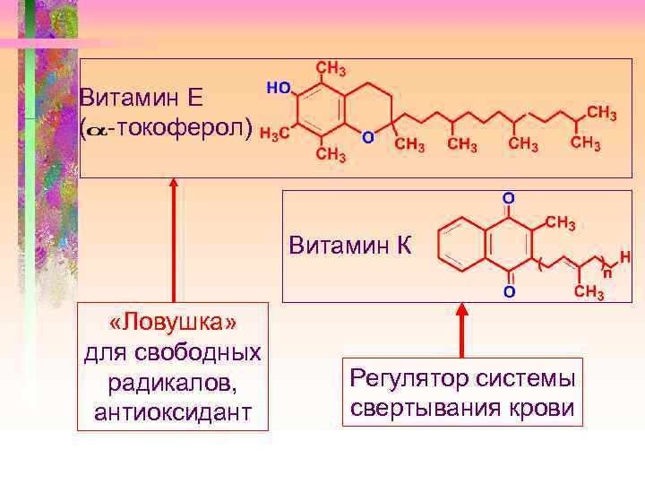 Витамин Е ( -токоферол) Витамин К «Ловушка» для свободных радикалов, антиоксидант Регулятор системы свертывания