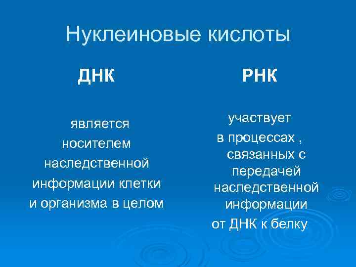 Нуклеиновые кислоты ДНК является носителем наследственной информации клетки и организма в целом РНК участвует