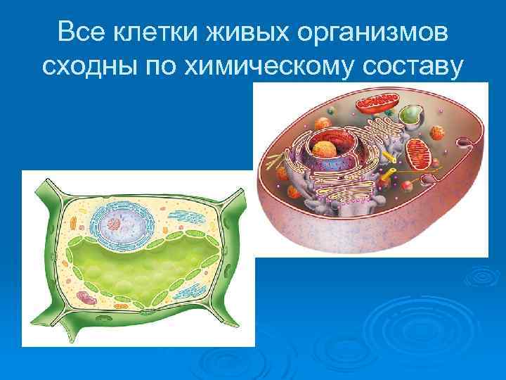 Все клетки живых организмов сходны по химическому составу 