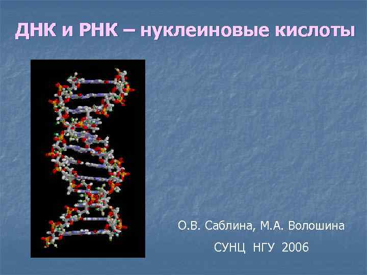 ДНК и РНК – нуклеиновые кислоты О. В. Саблина, М. А. Волошина СУНЦ НГУ