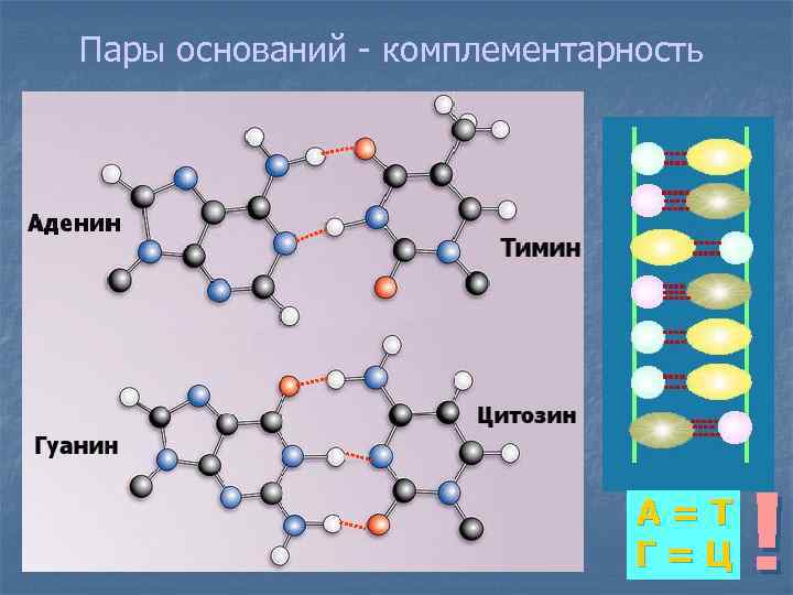 Пары оснований - комплементарность А=Т Г=Ц ! 