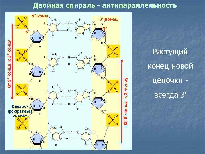 Комплементарные цепи днк антипараллельны. Строение ДНК антипараллельность. Строение ДНК И РНК 3 И 5 концы. 5 Конец и 3 конец ДНК. Строение ДНК штрих концы.