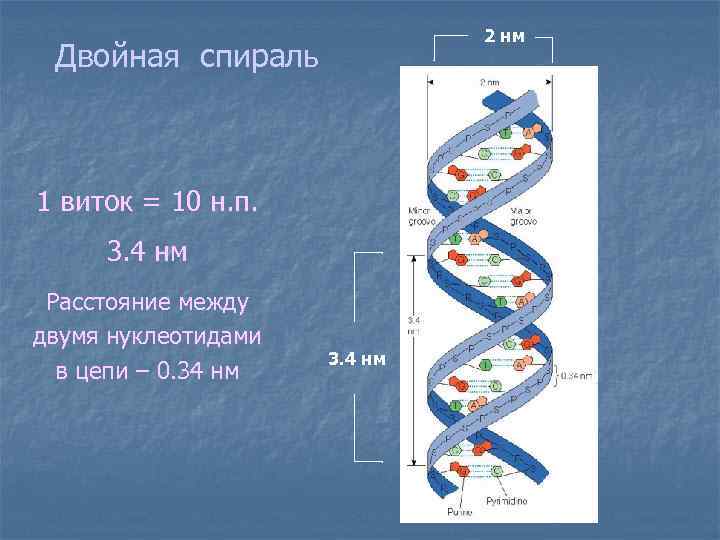 Днк и рнк нуклеиновые кислоты презентация