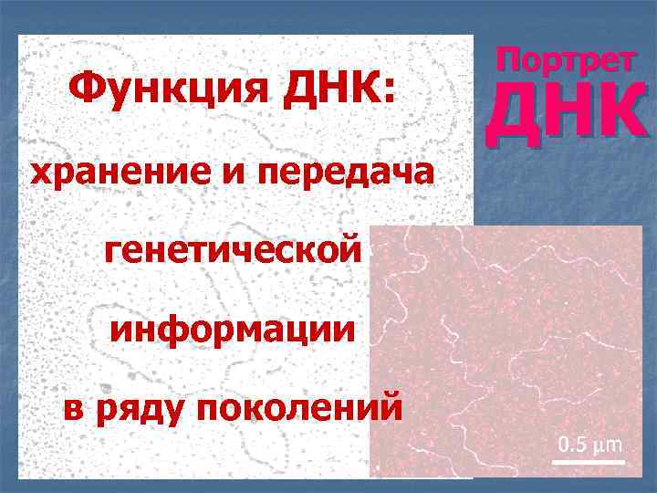 Функция ДНК: хранение и передача генетической информации в ряду поколений Портрет ДНК 