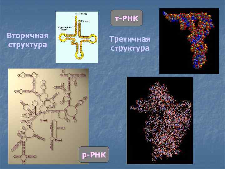 Презентация днк и рнк нуклеиновые кислоты