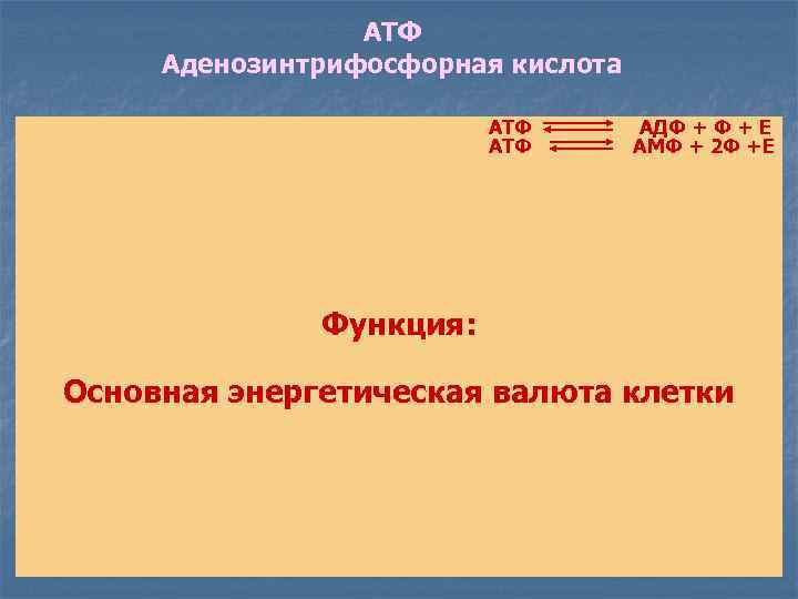 АТФ Аденозинтрифосфорная кислота АТФ АДФ + Е АМФ + 2 Ф +Е Функция: Основная