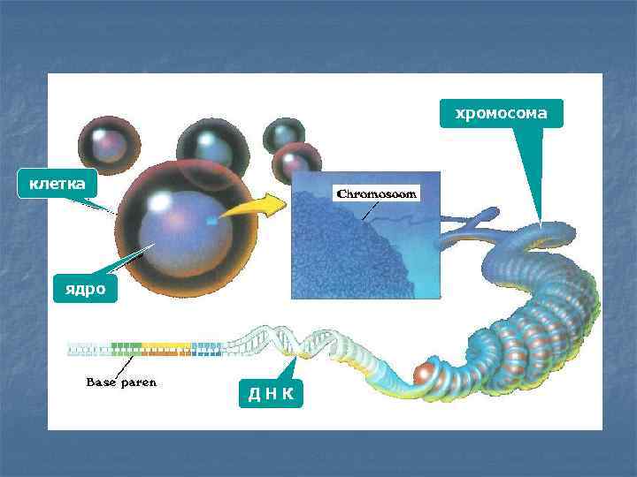 хромосома клетка ядро ДНК 