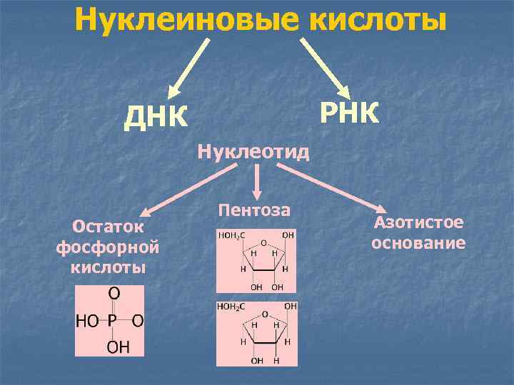 Нуклеиновые кислоты РНК ДНК Нуклеотид Остаток фосфорной кислоты Пентоза Азотистое основание 