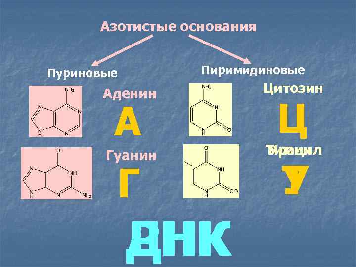Состав азотистых оснований рнк. Азотистое основание аденин гуанин цитозин. Пуриновые азотистые основания. Азотистое основание ДНК И РНК аденин. Азотистые основания пуриновые и пиримидиновые.
