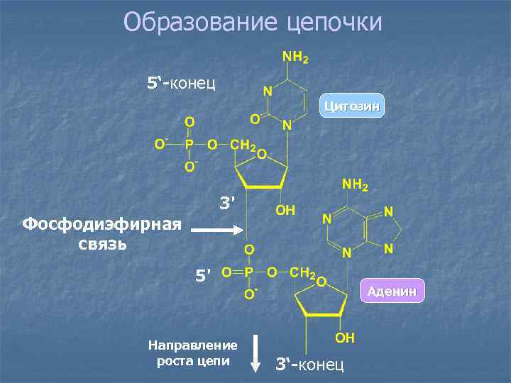 Образование цепочки 5‘-конец Цитозин 3' Фосфодиэфирная связь 5' Направление роста цепи Аденин 3‘-конец 