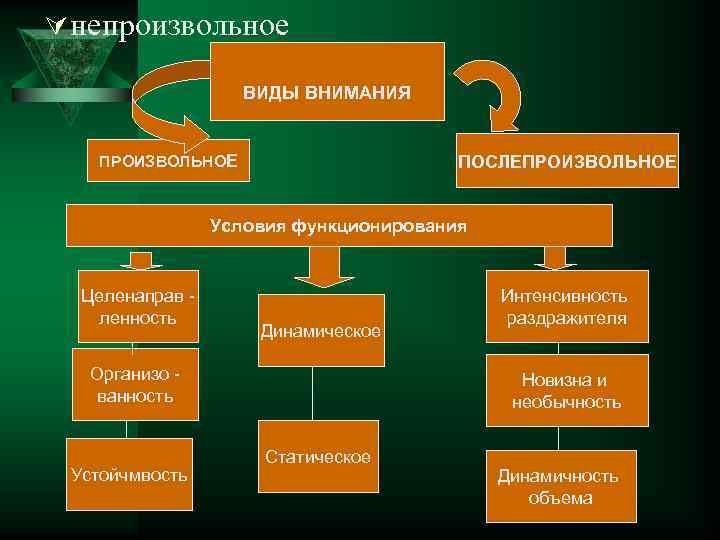 Ú непроизвольное ВИДЫ ВНИМАНИЯ ПРОИЗВОЛЬНОЕ ПОСЛЕПРОИЗВОЛЬНОЕ Условия функционирования Целенаправ ленность Динамическое Организо ванность Устойчмвость