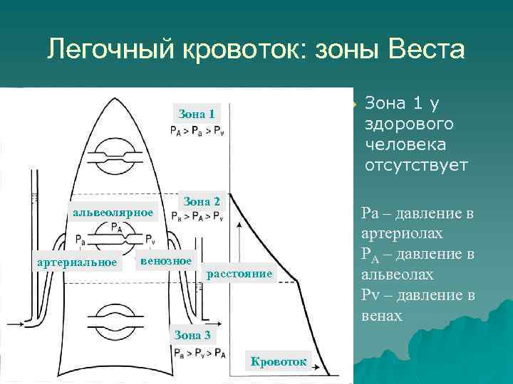 Зоны легкого. Зоны вентиляции легких. Функциональные зоны легких.