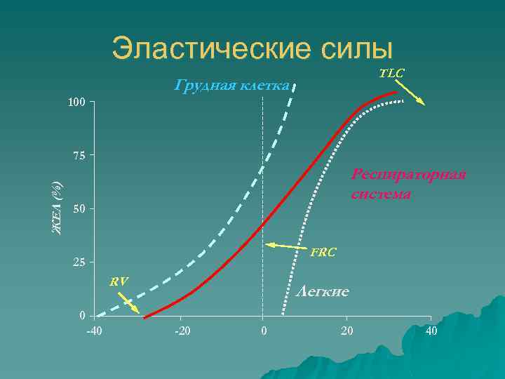 Эластические силы TLC Грудная клетка 100 ЖЕЛ (%) 75 Респираторная система 50 FRC 25